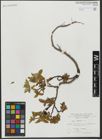 Foto von Salix hastata L.